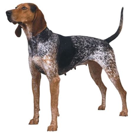 American English Coonhound | petmapz by Dr. Katz, Your veterinarian endorsed pet community!