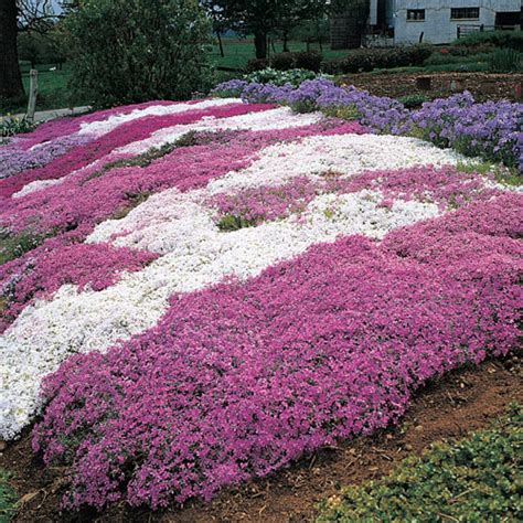 Creeping Phlox Mixture - Sun Perennial | K. van Bourgondien