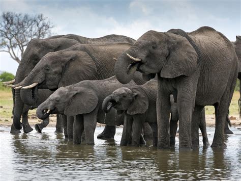 Elephant deaths spark mystery in Zimbabwe forest | The Independent | The Independent