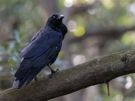 Australian Raven Bird Facts (Corvus coronoides) | Birdfact