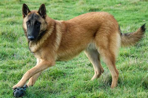 Belgian Malinois Temperament Is This Breed Right For Your Family