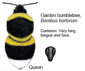 English Plants: BUMBLEBEE IDENTIFICATION