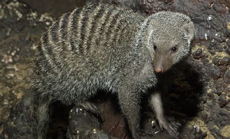 Banded mongoose | Smithsonian's National Zoo