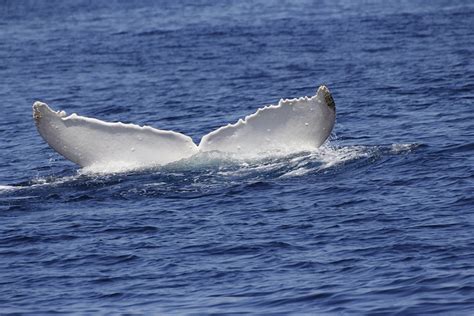 Rare Photos of Migaloo the Albino Humpback Whale