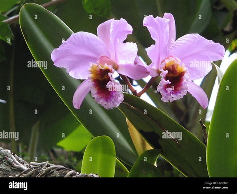 Cattleya mossiae. This species is the national flower of Venezuela ...