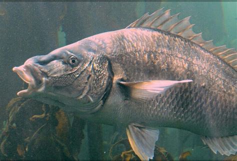 Galjoen Dichistius Capensis National Fish of South Africa Red List