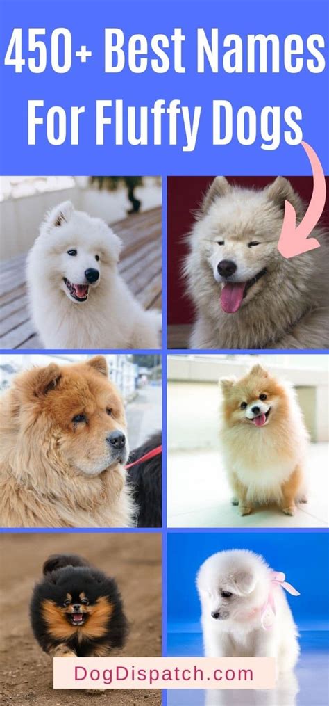 450+ Best Names For Fluffy Dogs (2022 Updated) - Dog Dispatch