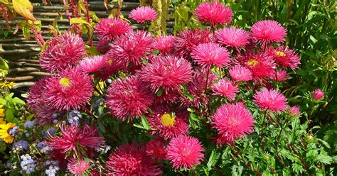 How to Grow China Aster (Callistephus chinensis) | Gardener’s Path