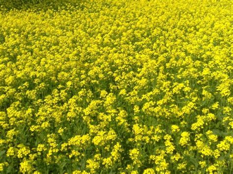 Mustard Crop | Mustard Crop Farming Punjab