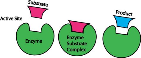 Enzymes Clipart - Full Size Clipart (#3660187) - PinClipart