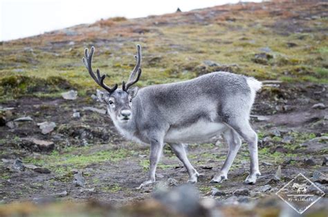 Croisière arctique aux confins du Spitzberg - My Wildlife