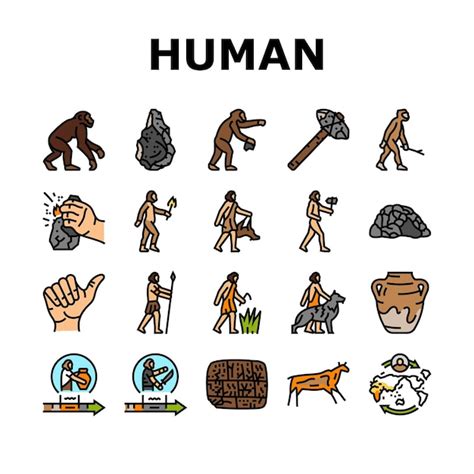 Clipart Evolution Of Man Timeline