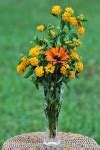 Orange Lantana Flower Basket Free Stock Photo - Public Domain Pictures