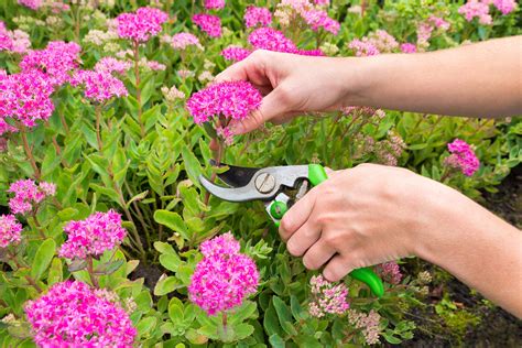 How to cut back perennial plants in the fall | Edina Realty