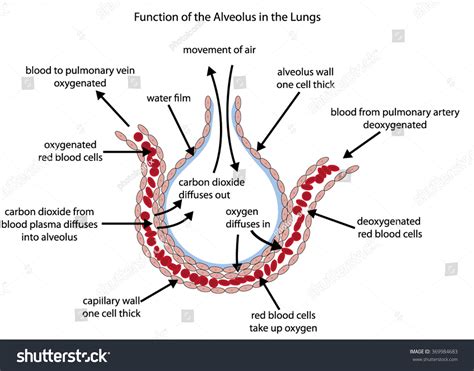 Fully Labelled Diagram Alveolus Lungs Showing: стоковая векторная ...