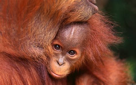 Download Animal Orangutan HD Wallpaper