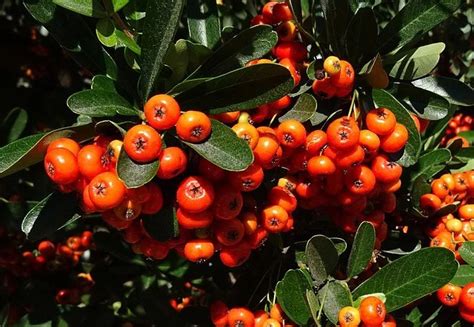 Pyracantha Varieties (Plants with berries) Guzmansgreenhouse.com