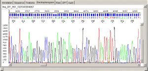 Guide to Sanger Sequencing by Capillary Electrophoresis: From Education ...