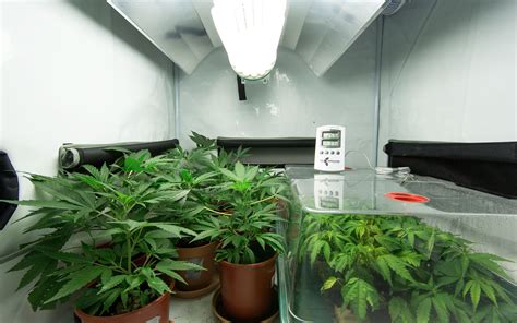 How to regulate temperature and humidity in your indoor marijuana grow ...