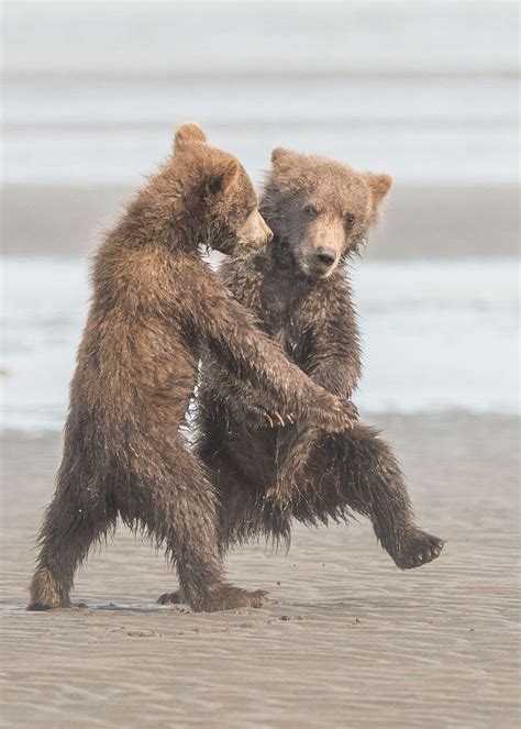 15 Of The Funniest Finalists For Comedy Wildlife Photography Awards 2018