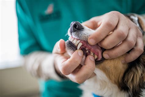 The Importance of Dental Care for Your Pet - Vets4Pets | Adelaide Vets