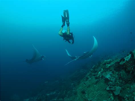 Baa Atoll Liveaboard Diving Hanifaru Bay Manta Snorkelling