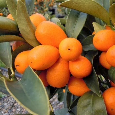 Nagami Kumquat Tree For Sale | NatureHills.com | The fresh