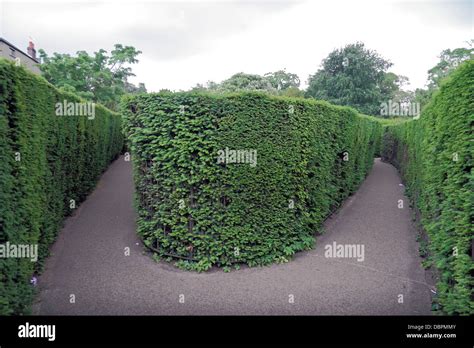 Which way? Trapped inside the famous Hampton Court Maze, UK Stock Photo - Alamy