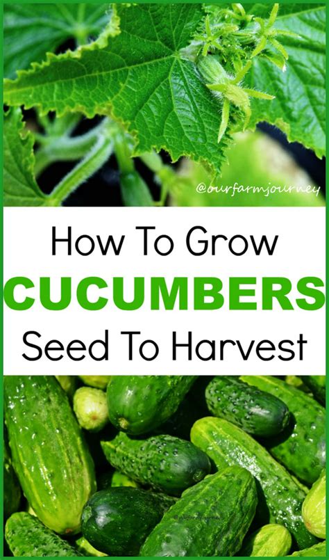 How To Grow Your Own Cucumbers From Seeds | Growing cucumbers, Grow ...