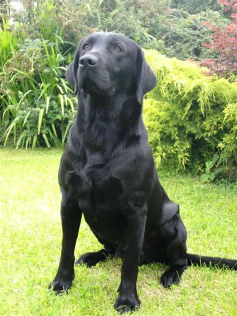 IRISH/BRITISH LABRADOR PUPPIES!