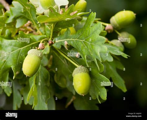 Freshly growing acorns of the English oak tree Quercus robor or common oak Stock Photo - Alamy