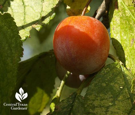 Mexican Plum | Central Texas Gardener