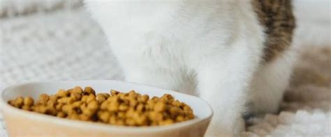 The 10 Best Grain-Free Cat Foods in 2024 - PetMag