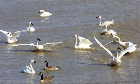 Tundra Swan Migration 2017 — Christine Croucher