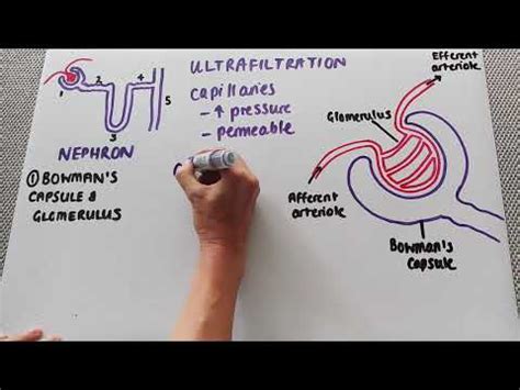 Bowman's capsule: structure, histology, functions - science - 2024