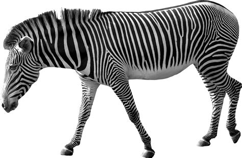 Zebra Clip art - Zebra PNG image png download - 1725*1130 - Free ...