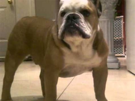 Angry Bulldog barking - YouTube | Bulldog