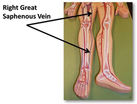 Right great saphenous vein - The Anatomy of the Veins Visu… | Flickr