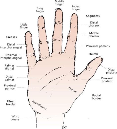 Hand Injuries | Anesthesia Key