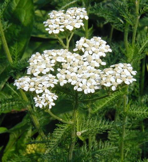 Yarrow, White, native - Benefits Of Yarrow (Achillea Millefolium) Herb For Health | Tips ...