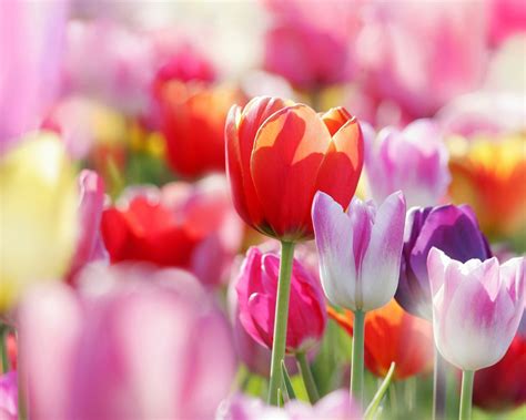 Fonds d'écran Fleurs de printemps tulipes 2560x1600 HD image