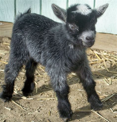 Pygmy Goat Buck kid "Ritz Bits". www.TheBigWRanch.com | Goats, Cute ...