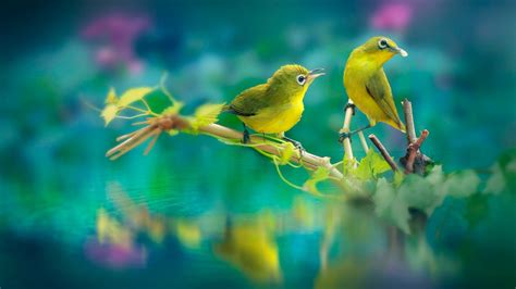 2048x1152 Beautiful Birds 2048x1152 Resolution HD 4k Wallpapers, Images, Backgrounds, Photos and ...