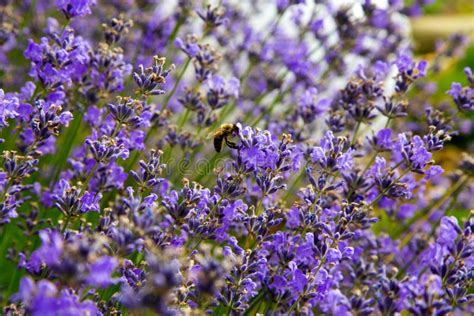 Lavender Bushes in Garden Landscaping. Land Design Concept Stock Photo ...