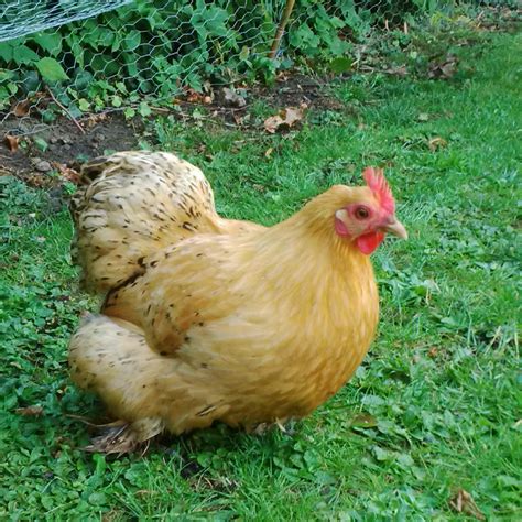 Pekin Bantam For Sale | Chickens | Breed Information | Omlet