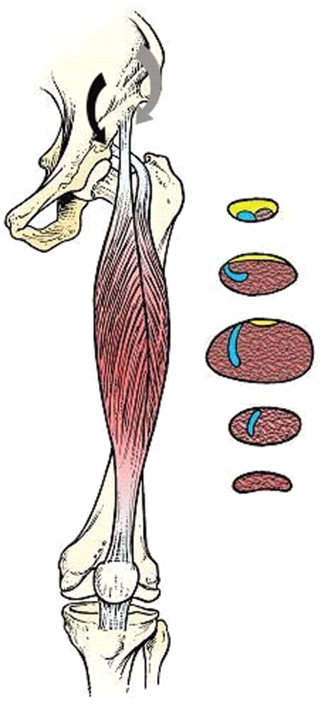 Normal Anatomy and Strains of the Deep Musculotendinous Junction of the ...