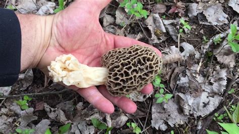 Morel Mushroom Hunting - YouTube