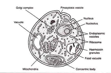 Labelled Diagram Of Plasmodium Vivax