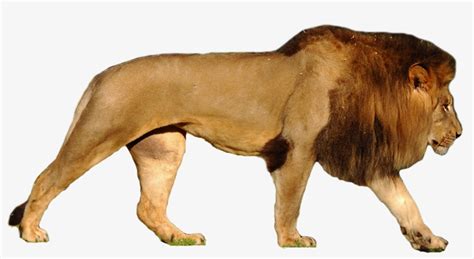 Lion Png - Lion Vs Polar Bear Size Transparent PNG - 1281x643 - Free Download on NicePNG