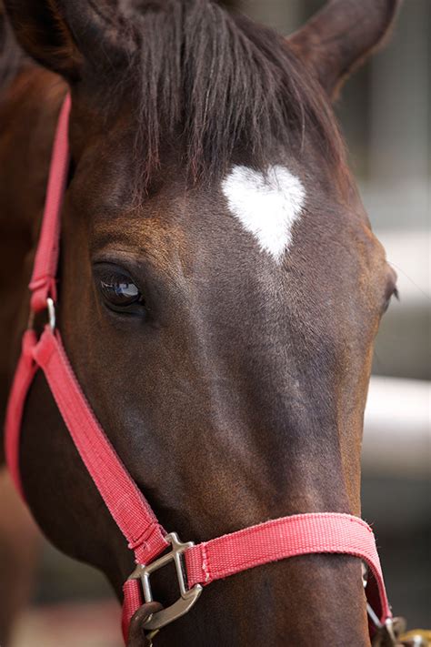 Horse With A Heart-Shaped Mark | Bored Panda